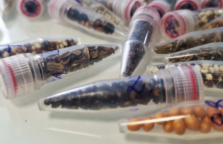 Sementes de cannabis são enviadas ao espaço em missão histórica do projeto Martian Grow