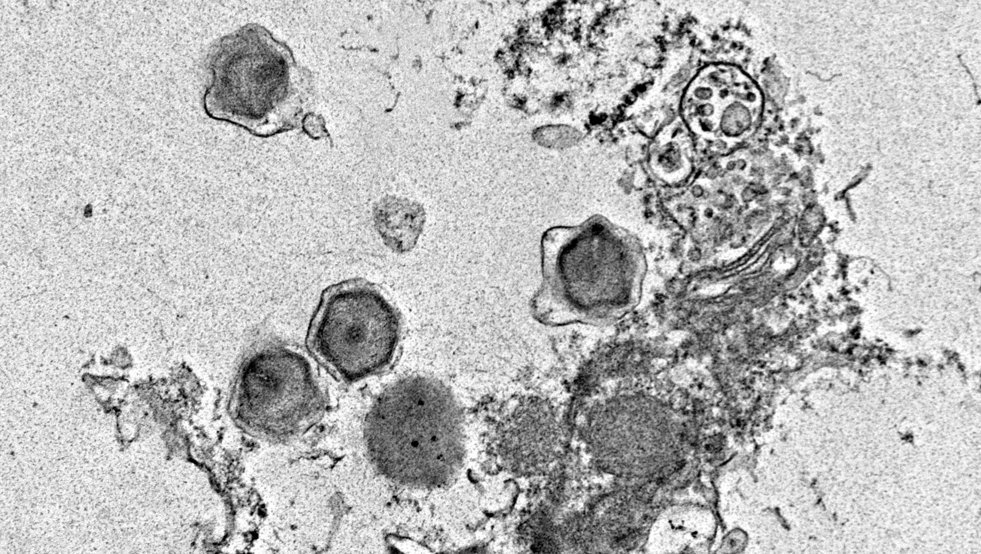 Novos vírus gigantes descobertos nos oceanos revelam controle da fotossíntese em algas