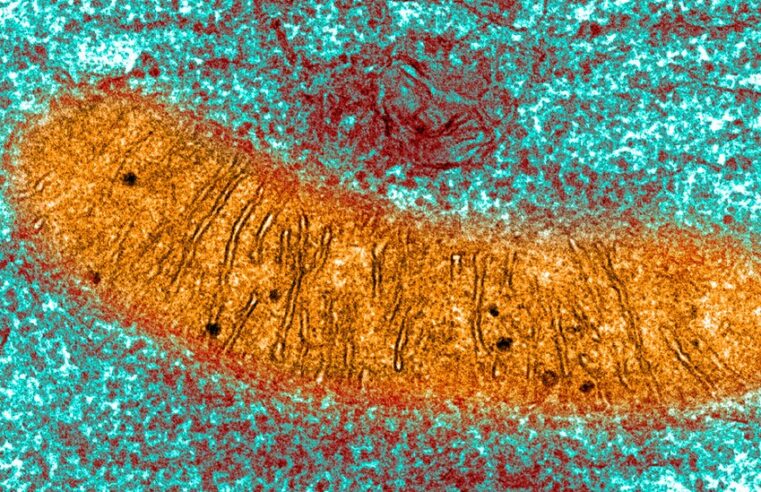 Cientistas criam método com DNA de três pessoas para evitar doenças genéticas