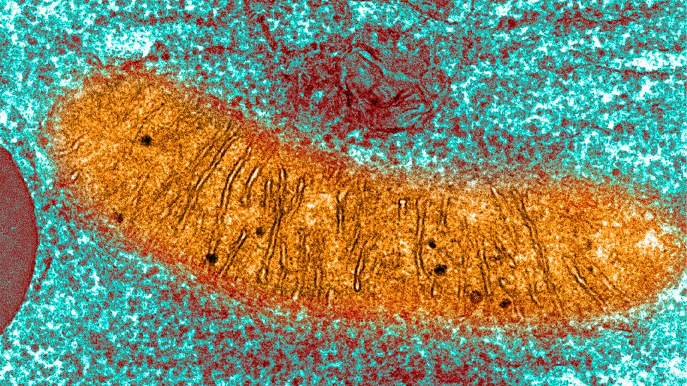 Cientistas criam método com DNA de três pessoas para evitar doenças genéticas