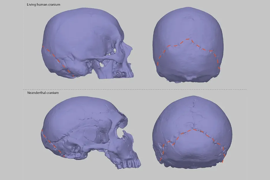 Imagem comparando crânios de humanos modernos (acima) e Neandertais (abaixo). (Crédito da imagem: Kimberly Plomp)